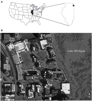 Pollinator-Mediated Gene Flow Connects Green Roof Populations Across the Urban Matrix: A Paternity Analysis of the Self-Compatible Forb Penstemon hirsutus